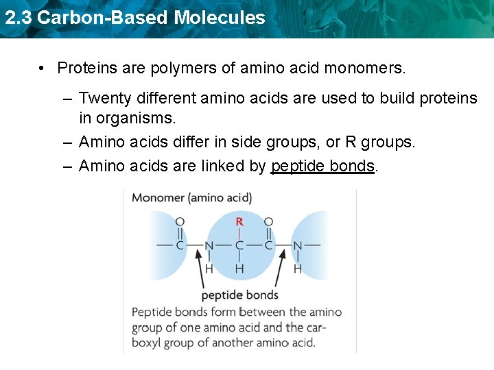 2. 3 Carbon-Based Molecules • Proteins are polymers of amino acid monomers. – Twenty