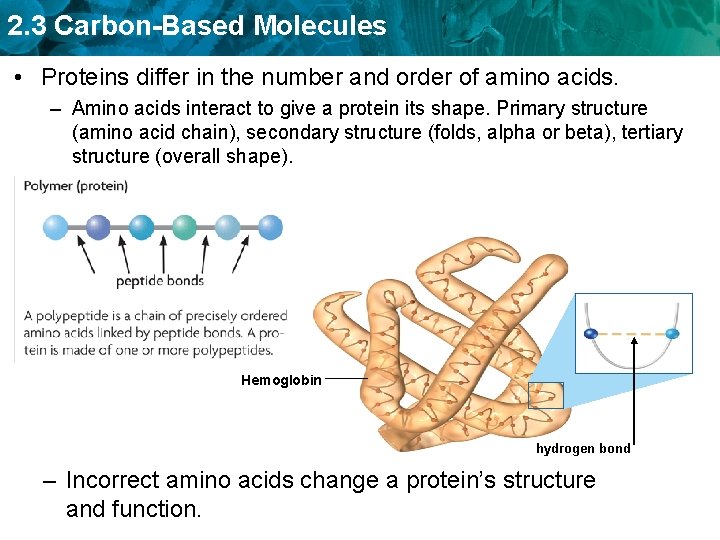 2. 3 Carbon-Based Molecules • Proteins differ in the number and order of amino