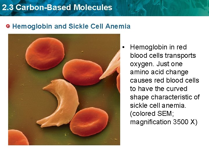2. 3 Carbon-Based Molecules Hemoglobin and Sickle Cell Anemia • Hemoglobin in red blood