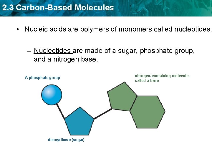 2. 3 Carbon-Based Molecules • Nucleic acids are polymers of monomers called nucleotides. –