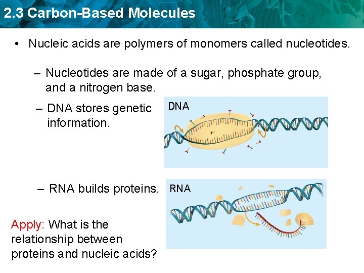 2. 3 Carbon-Based Molecules • Nucleic acids are polymers of monomers called nucleotides. –
