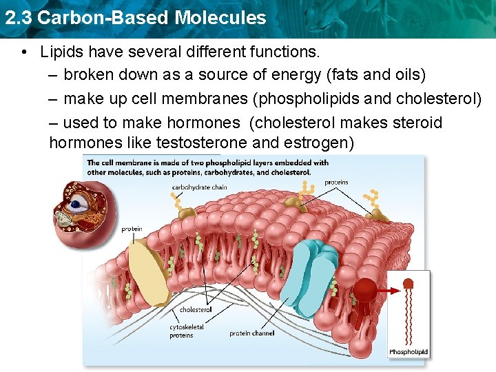 2. 3 Carbon-Based Molecules • Lipids have several different functions. – broken down as