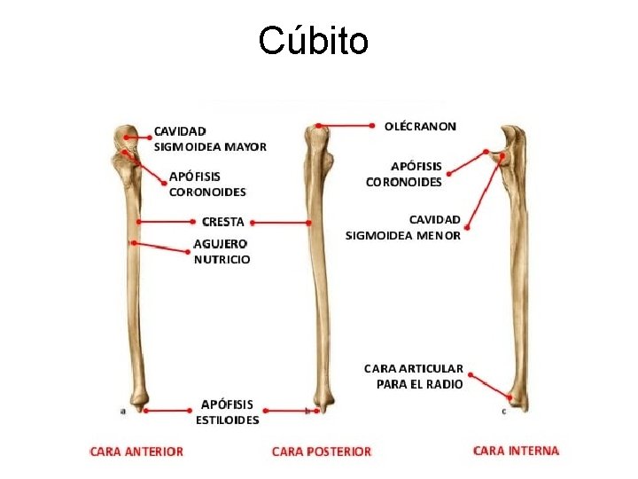 Cúbito 