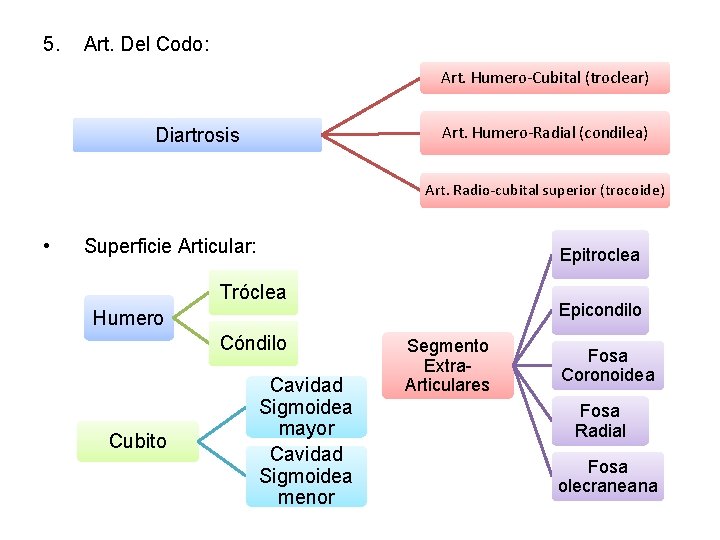 5. Art. Del Codo: Art. Humero-Cubital (troclear) Art. Humero-Radial (condilea) Diartrosis Art. Radio-cubital superior