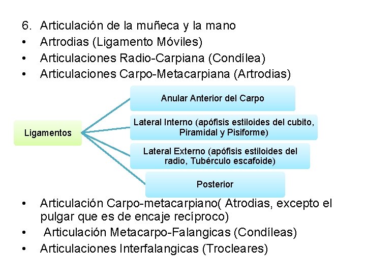 6. • • • Articulación de la muñeca y la mano Artrodias (Ligamento Móviles)