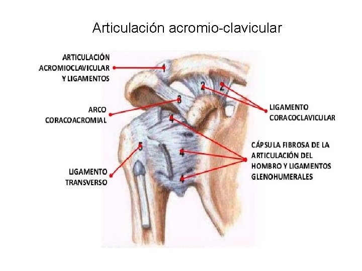 Articulación acromio-clavicular 