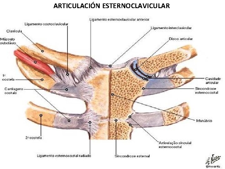 ARTICULACIÓN ESTERNOCLAVICULAR 