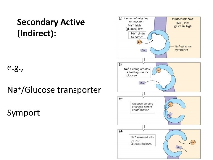 Secondary Active (Indirect): e. g. , Na+/Glucose transporter Symport 