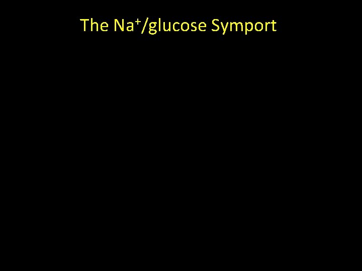 The Na+/glucose Symport 