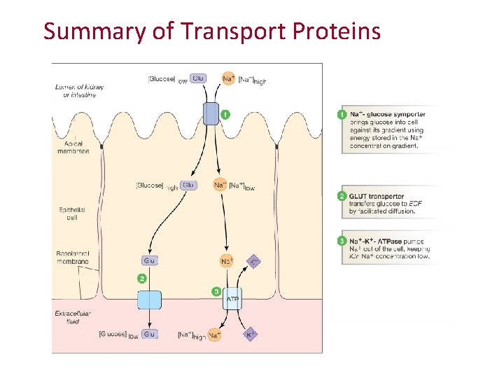 Summary of Transport Proteins 