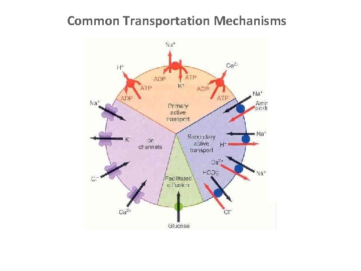 Common Transportation Mechanisms 