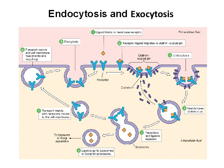 Endocytosis and Exocytosis 