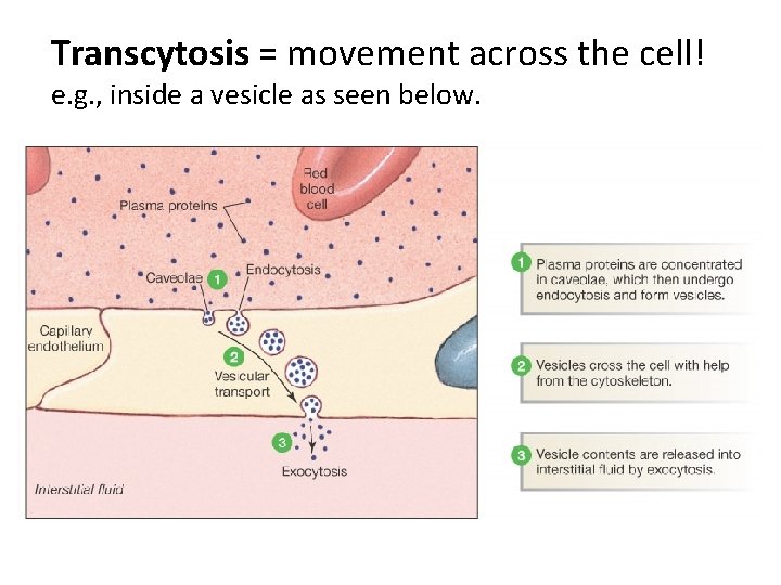 Transcytosis = movement across the cell! e. g. , inside a vesicle as seen