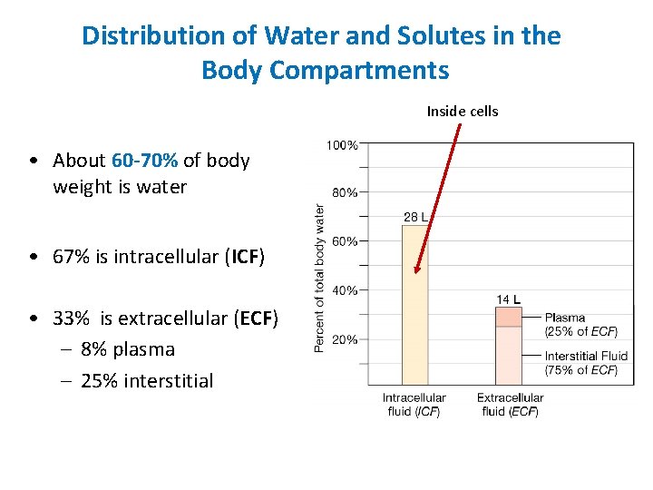 Distribution of Water and Solutes in the Body Compartments Inside cells • About 60