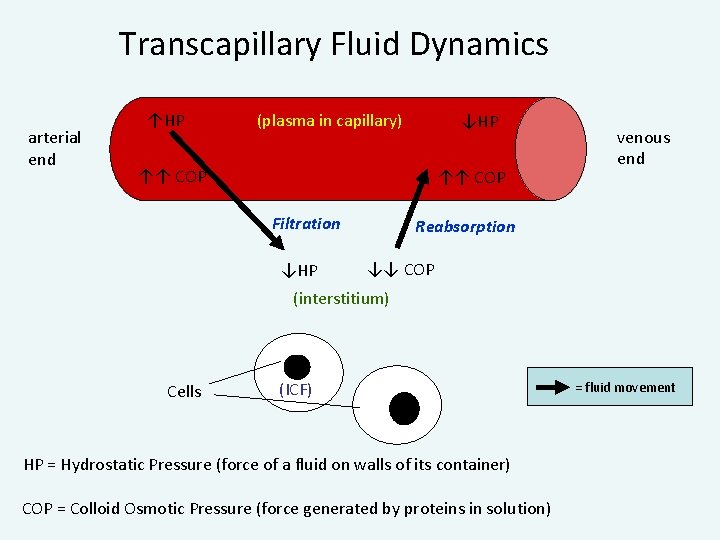 Transcapillary Fluid Dynamics arterial end ↑HP (plasma in capillary) ↓HP ↑↑ COP Filtration ↓HP