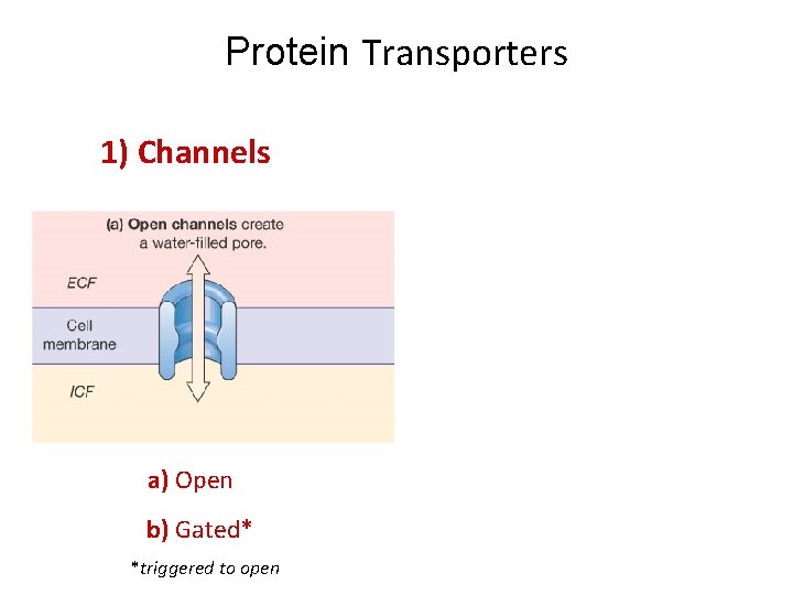 Protein Transporters 1) Channels a) Open b) Gated* *triggered to open 2) Carriers 