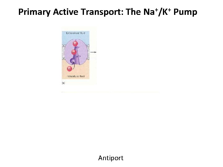 Primary Active Transport: The Na+/K+ Pump Antiport 