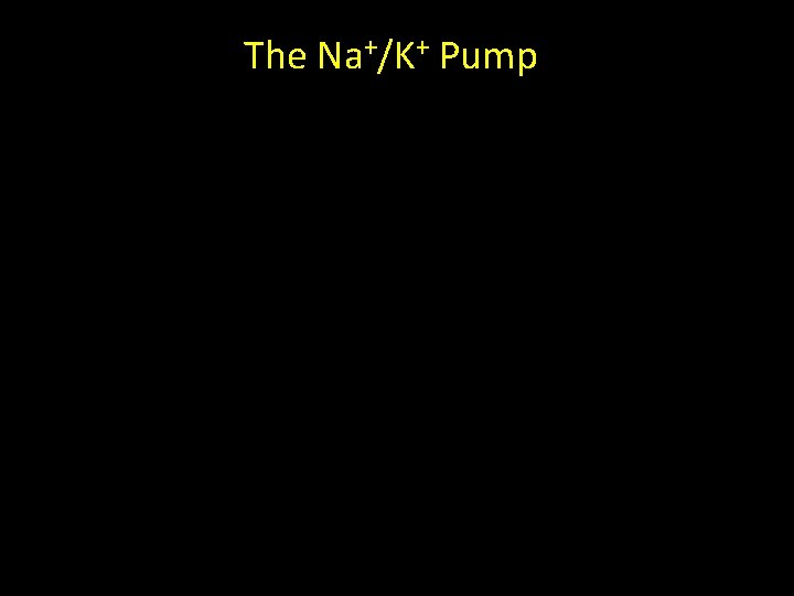 The Na+/K+ Pump 