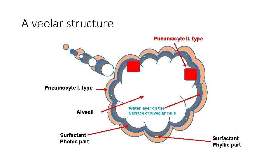 Alveolar structure Pneumocyte II. type Pneumocyte I. type Alveoli Surfactant Phobic part Water layer