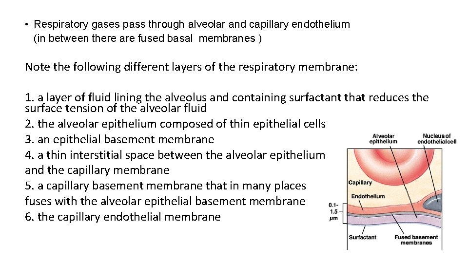  • Respiratory gases pass through alveolar and capillary endothelium (in between there are