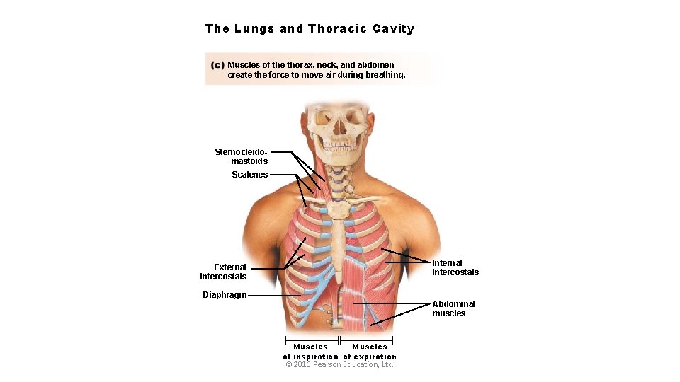 The Lungs and Thoracic Cavity Muscles of the thorax, neck, and abdomen create the