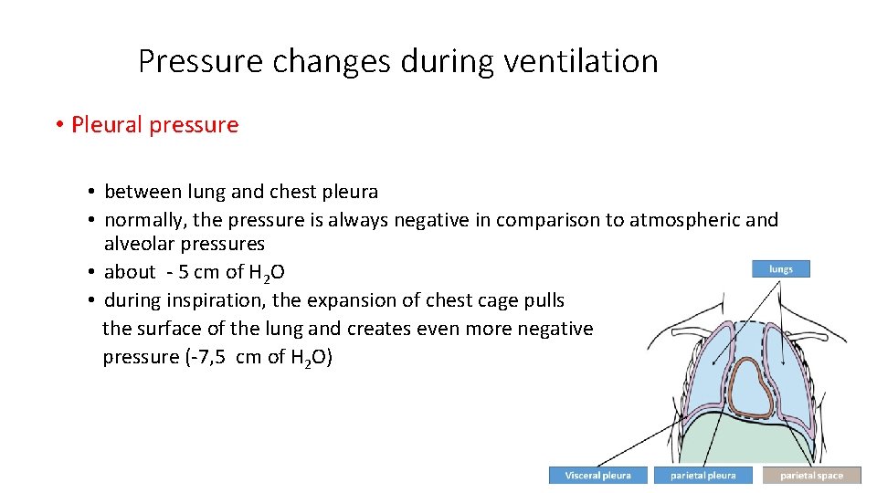 Pressure changes during ventilation • Pleural pressure • between lung and chest pleura •