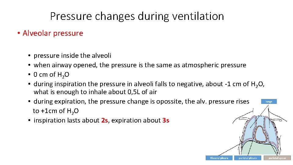 Pressure changes during ventilation • Alveolar pressure inside the alveoli when airway opened, the