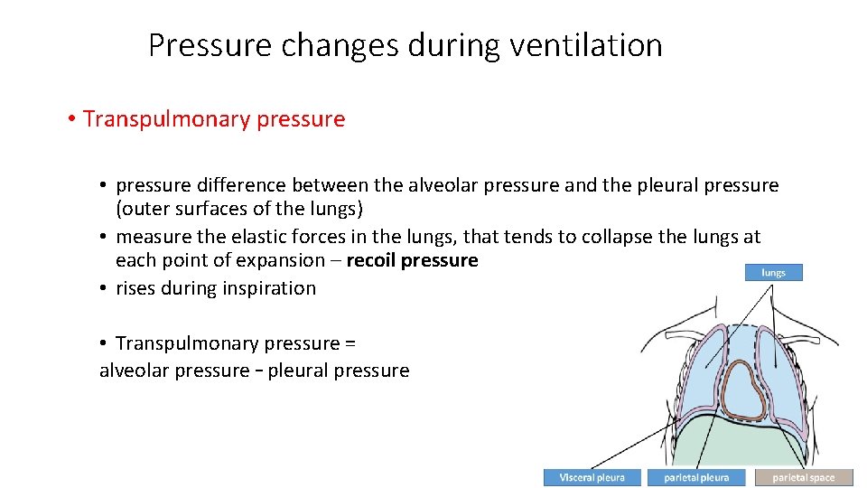 Pressure changes during ventilation • Transpulmonary pressure • pressure difference between the alveolar pressure