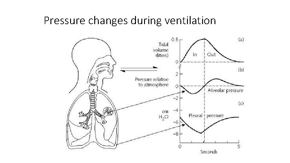 Pressure changes during ventilation Transpulmonary pressure 