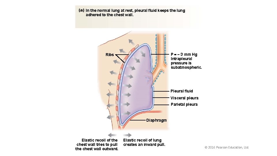 In the normal lung at rest, pleural fluid keeps the lung adhered to the