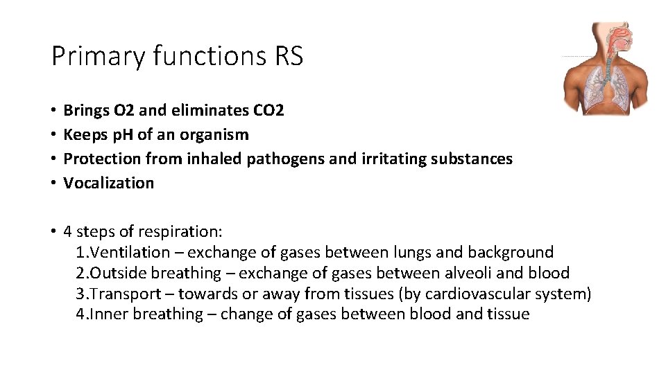 Primary functions RS • • Brings O 2 and eliminates CO 2 Keeps p.
