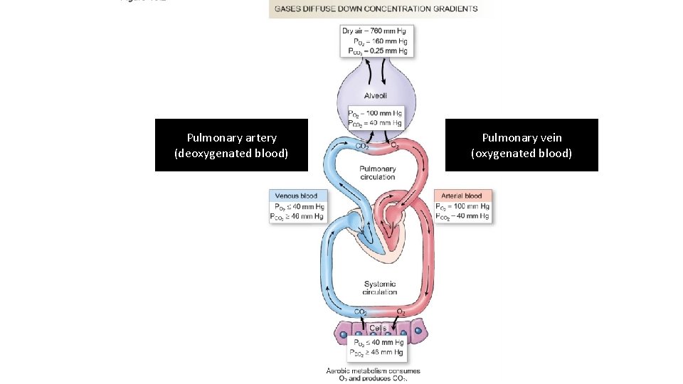 Pulmonary artery (deoxygenated blood) Pulmonary vein (oxygenated blood) 
