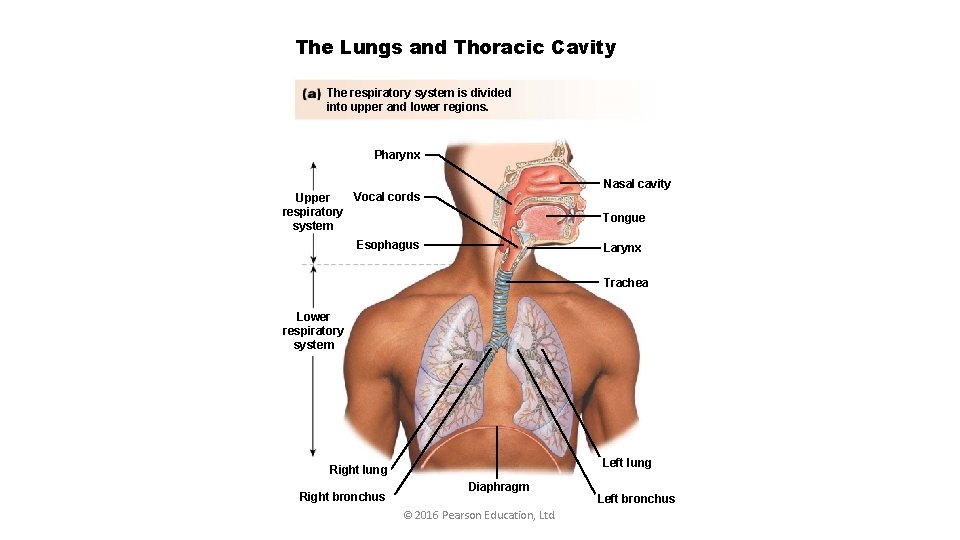 The Lungs and Thoracic Cavity The respiratory system is divided into upper and lower