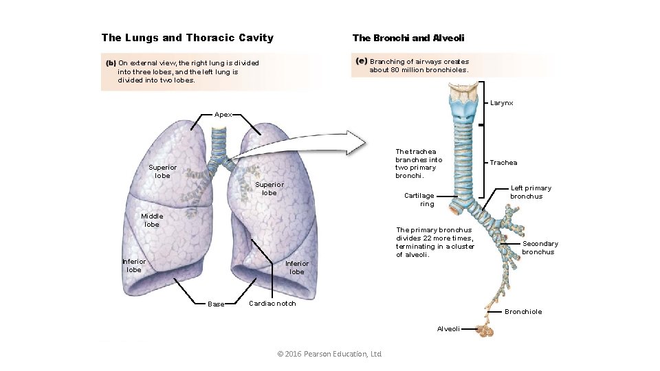 The Lungs and Thoracic Cavity The Bronchi and Alveoli Branching of airways creates about