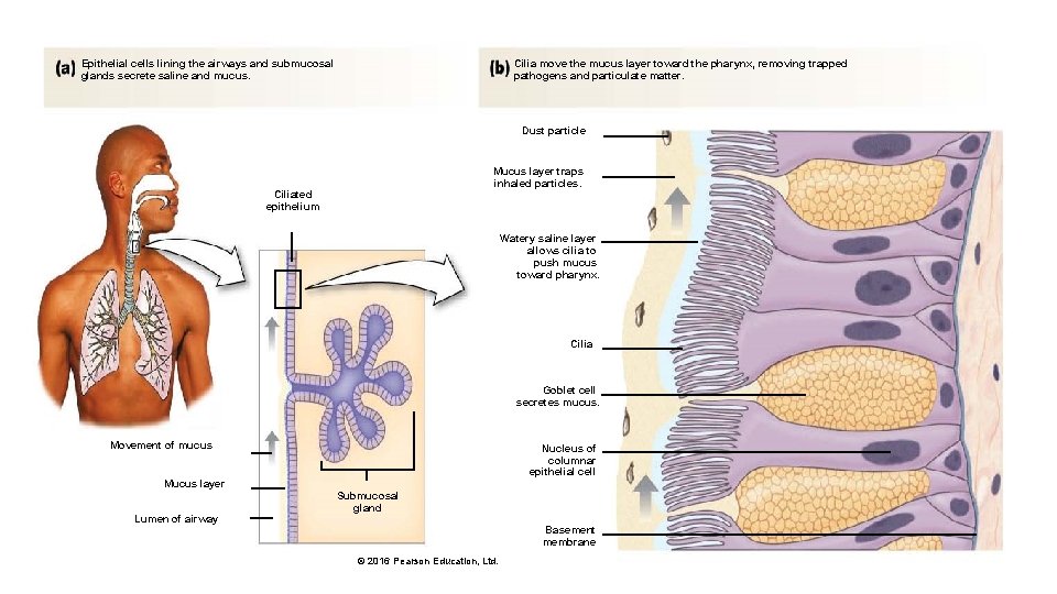 Epithelial cells lining the airways and submucosal glands secrete saline and mucus. Cilia move