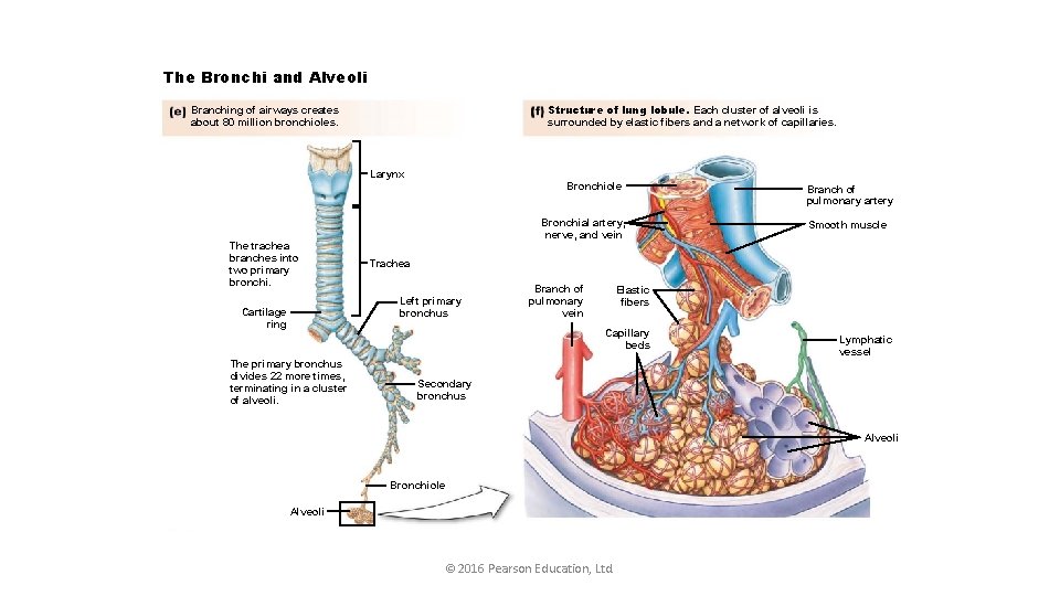 The Bronchi and Alveoli Structure of lung lobule. Each cluster of alveoli is surrounded