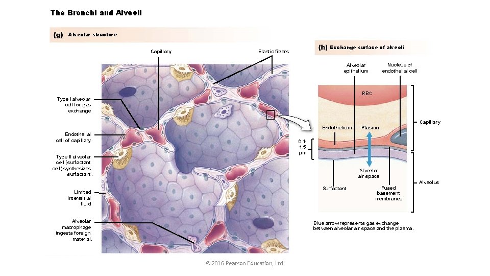 The Bronchi and Alveoli Alveolar structure Capillary Exchange surface of alveoli Elastic fibers Nucleus