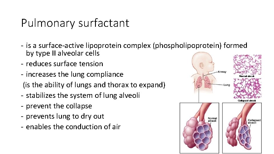 Pulmonary surfactant - is a surface-active lipoprotein complex (phospholipoprotein) formed by type II alveolar