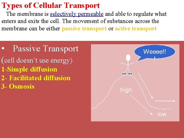 Types of Cellular Transport The membrane is selectively permeable and able to regulate what