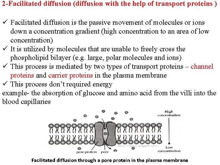 2 -Facilitated diffusion (diffusion with the help of transport proteins ) ü Facilitated diffusion