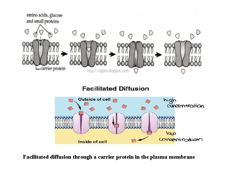 Facilitated diffusion through a carrier protein in the plasma membrane 