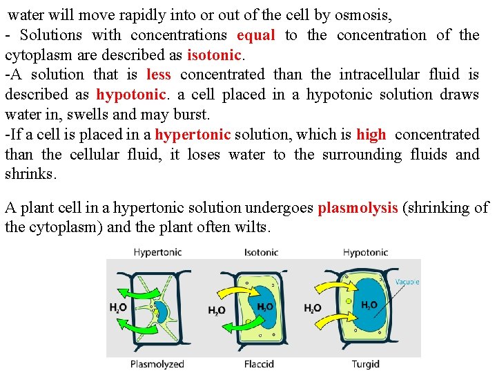 water will move rapidly into or out of the cell by osmosis, - Solutions