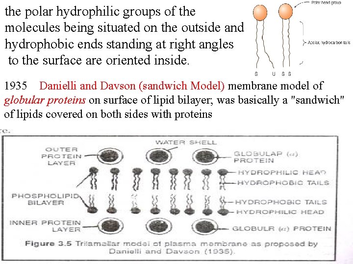 the polar hydrophilic groups of the molecules being situated on the outside and hydrophobic