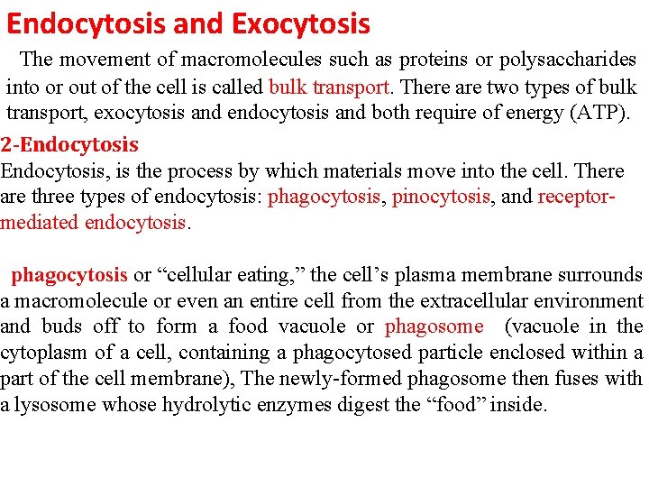 Endocytosis and Exocytosis The movement of macromolecules such as proteins or polysaccharides into or