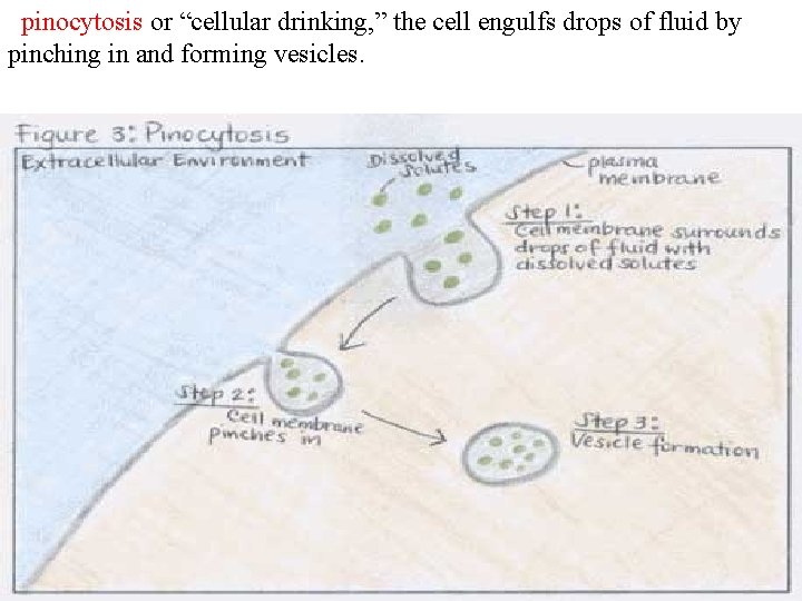 pinocytosis or “cellular drinking, ” the cell engulfs drops of fluid by pinching in