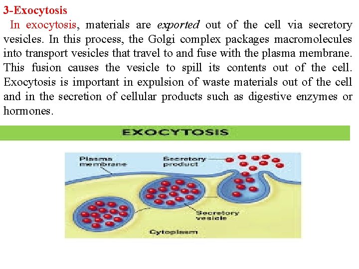 3 -Exocytosis In exocytosis, materials are exported out of the cell via secretory vesicles.
