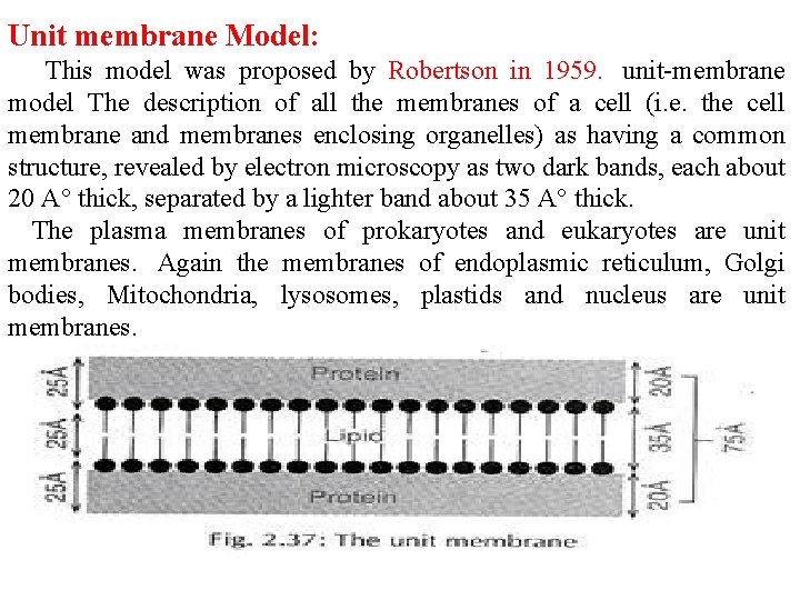 Unit membrane Model: This model was proposed by Robertson in 1959. unit-membrane model The