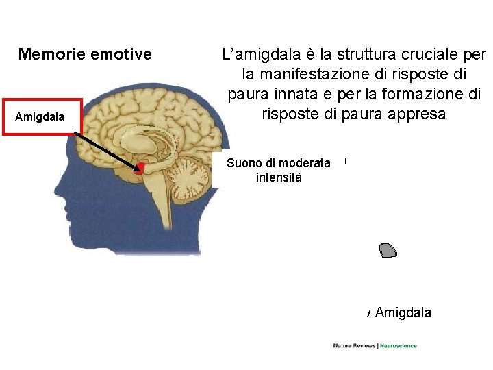 Memorie emotive Amigdala L’amigdala è la struttura cruciale per la manifestazione di risposte di