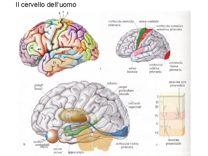 Il cervello dell’uomo amigdala 