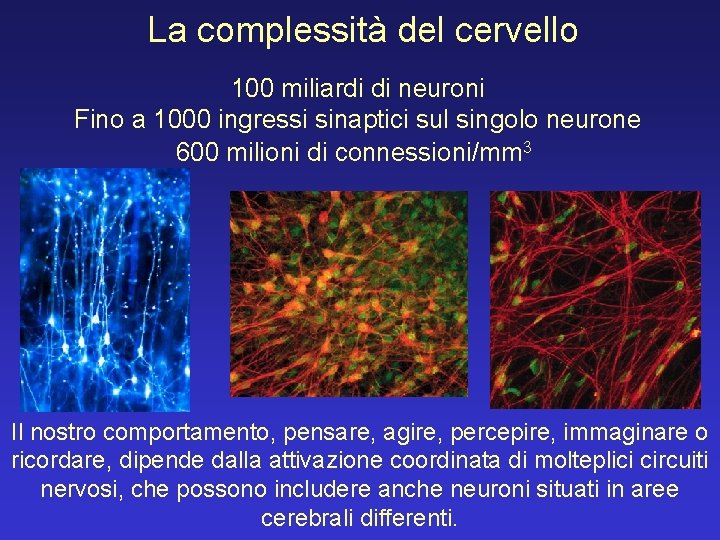 La complessità del cervello 100 miliardi di neuroni Fino a 1000 ingressi sinaptici sul